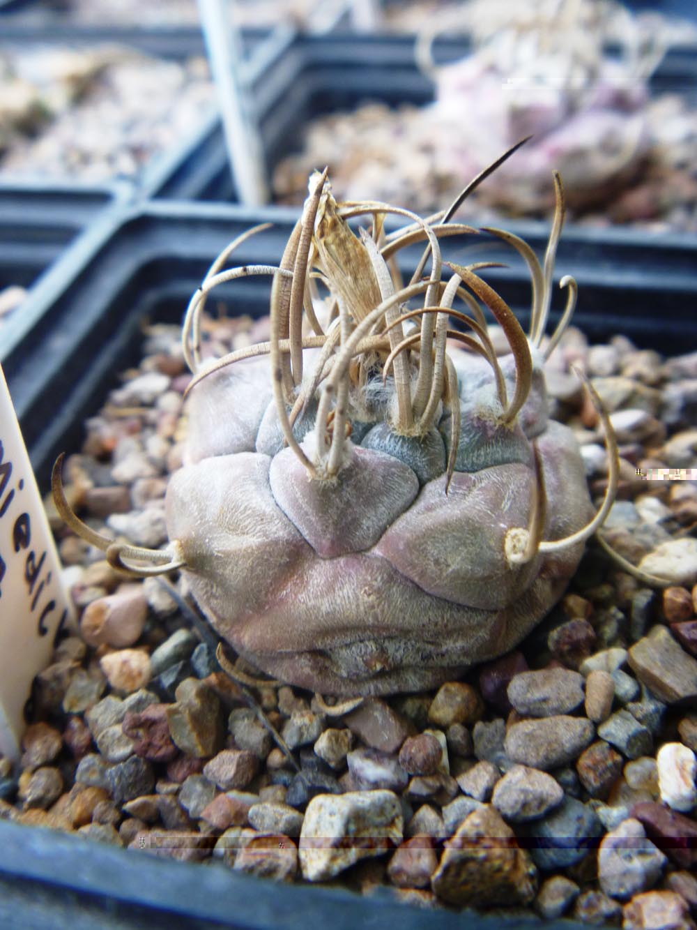 Turbinicarpus Schmiedickeanus ssp. Macrochele tambien tiene unos tonos interesantes unos pueden estar medio rojisos