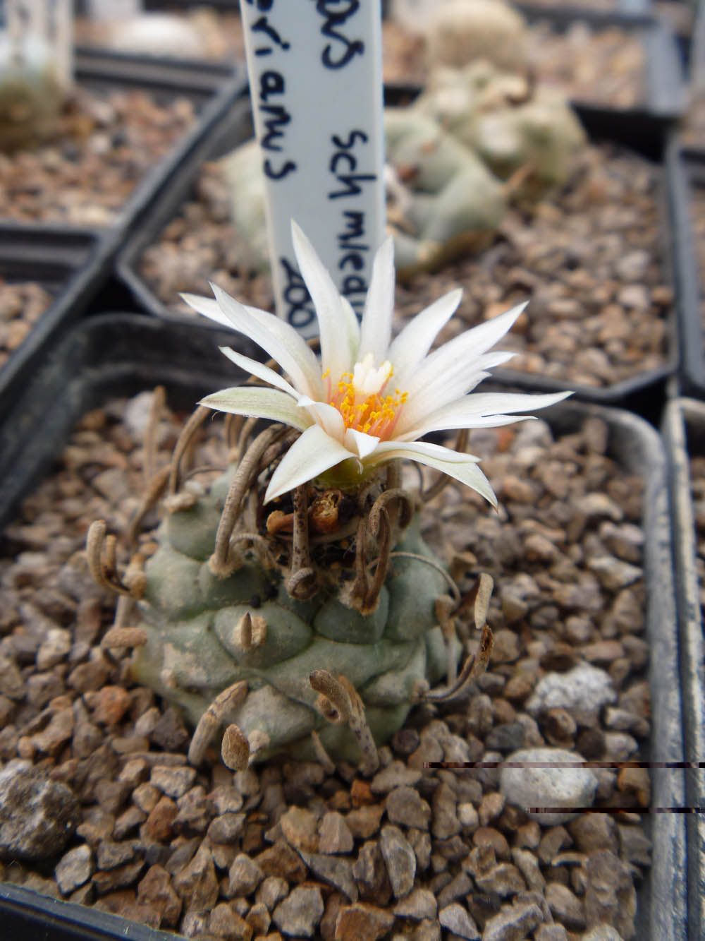 T.  Schmiedichkeanus ssp. klinkerianus el hermano del Schwarzii