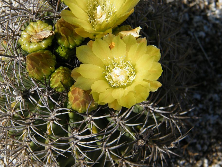 DSCF4686 a.jpg
