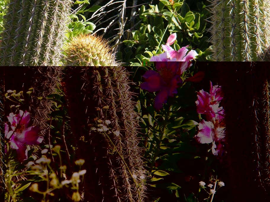 Echinopsis (Trichocereus) litoralis con alstroemerias