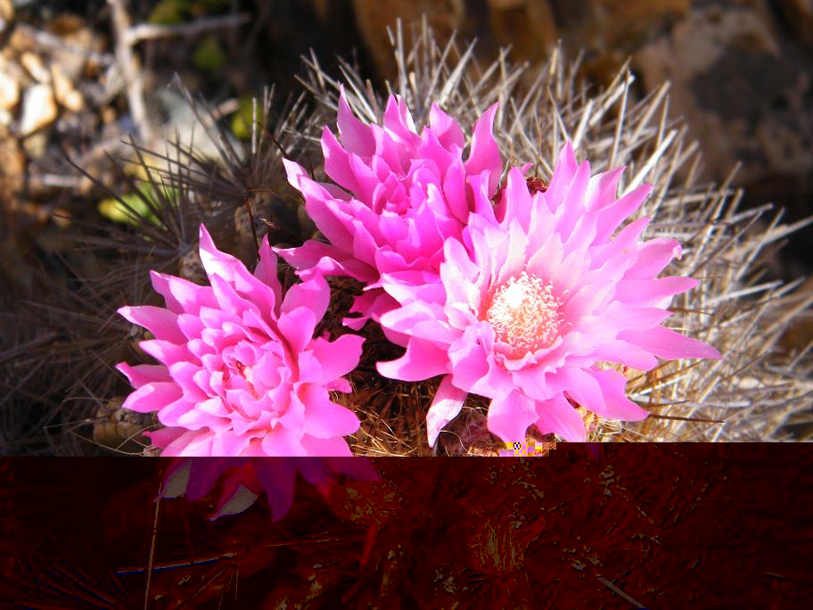 Detalle de la flor