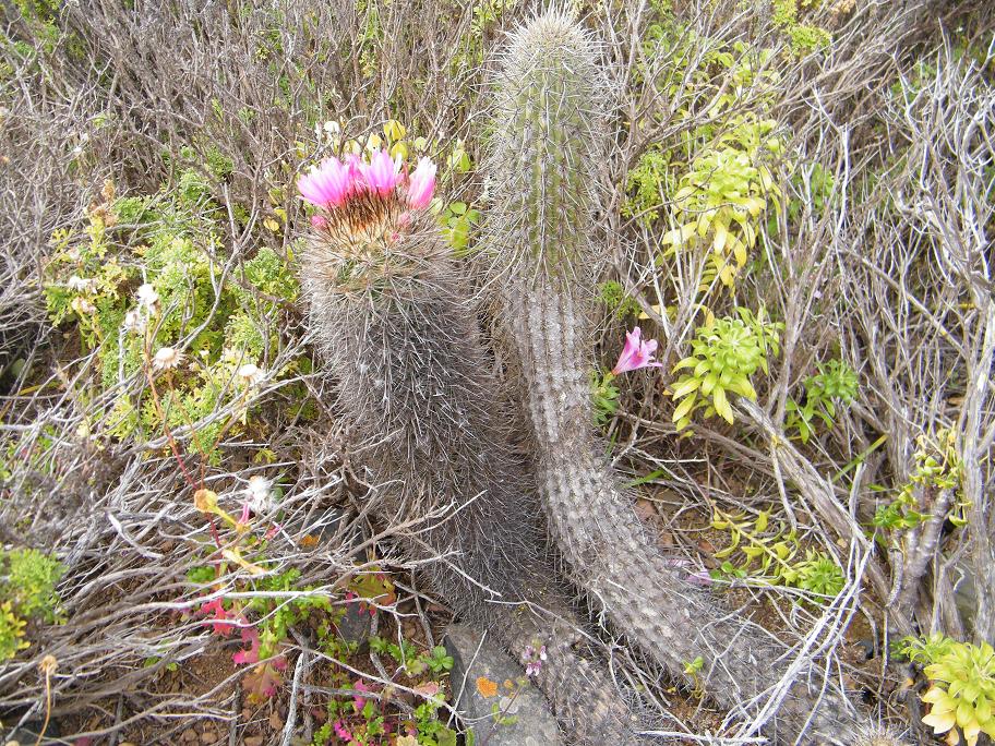 Este E. chilensis mide más de un metro. Si no fuera por las flores parecería un trichocereus litorales, como el del lado