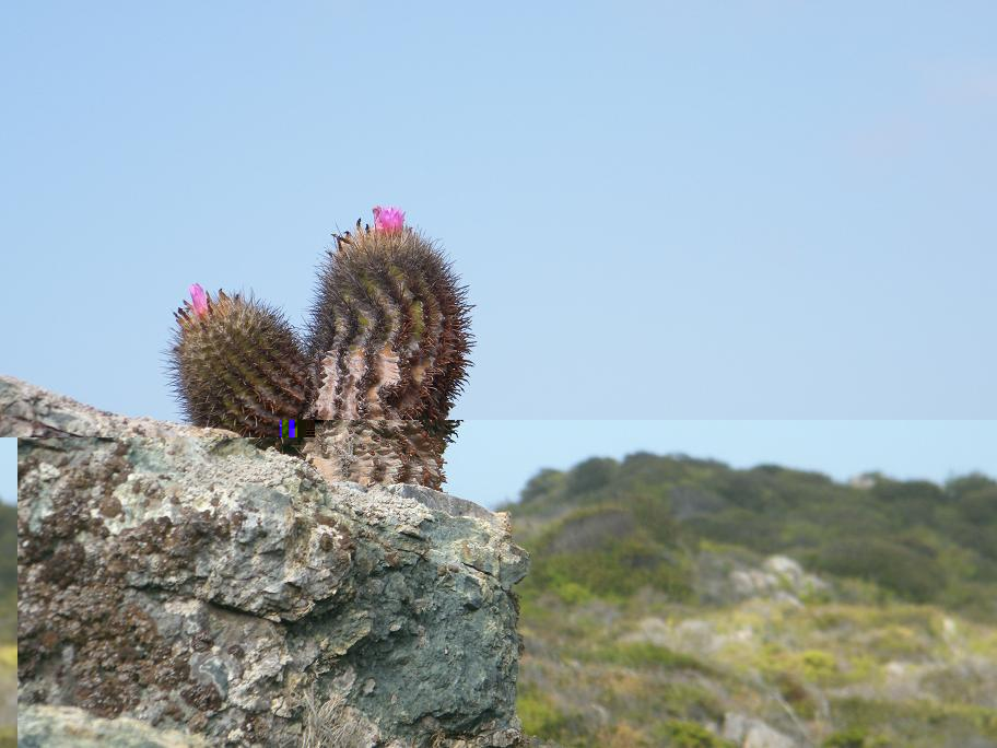 Creciendo sobre las rocas