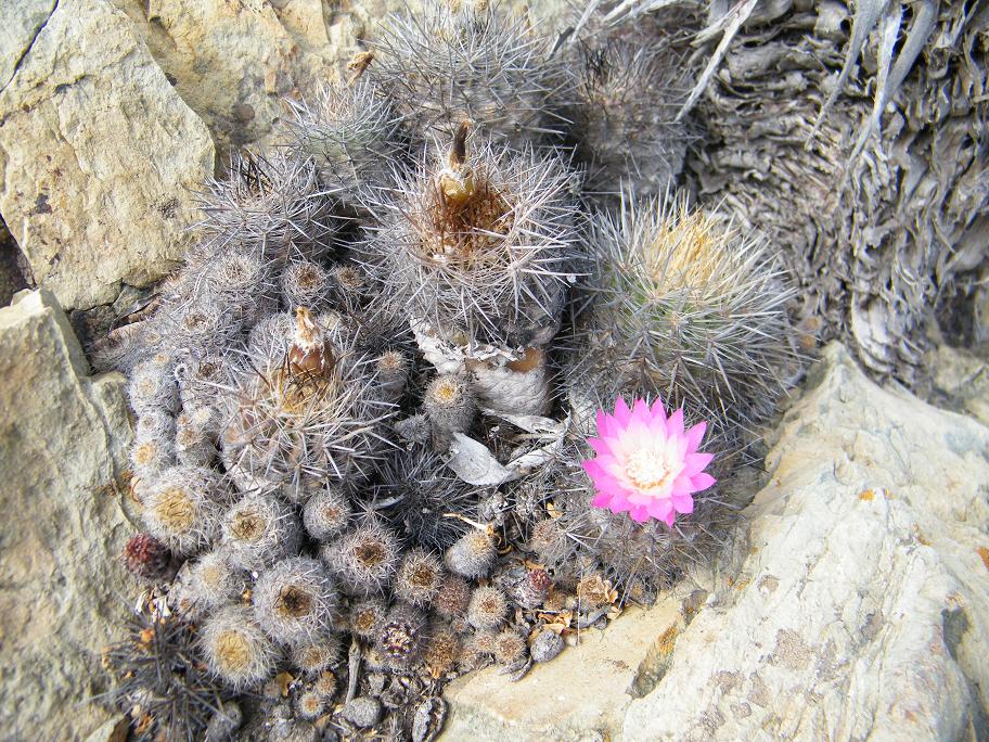 Una familia de E. chilensis muy numerosa: semillas que han germinado y crecido al amparo de sus padres