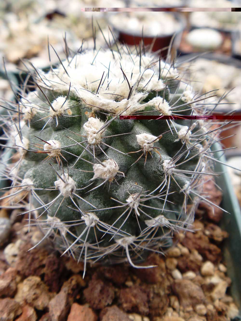Empecemos con esta copiapoa yo creo que es una Humilis pero variedad ni idea
