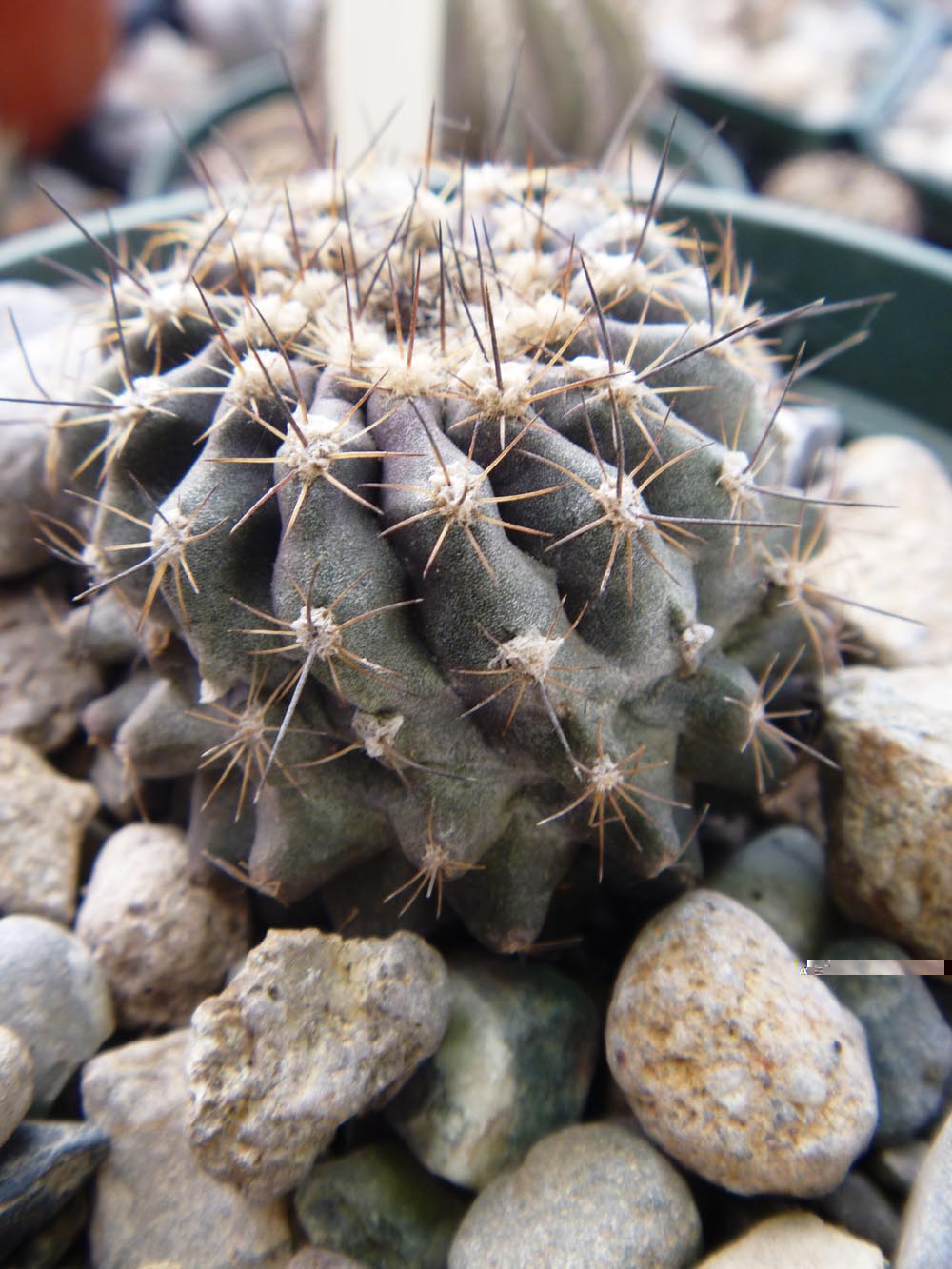Aqui una mas HUmilis sin saber que variedad