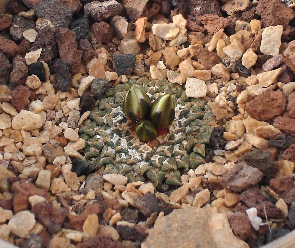 Ariocarpus kotschoubeyanus 021110 004 [50%].jpg