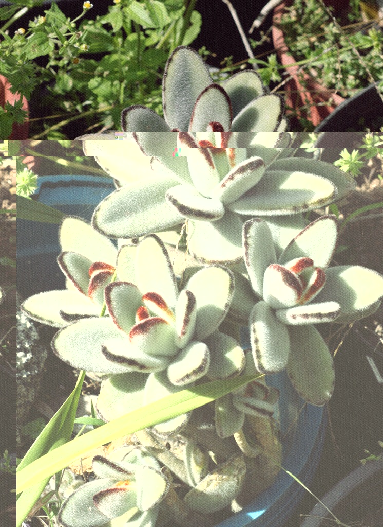 kalanchoe tomentosa