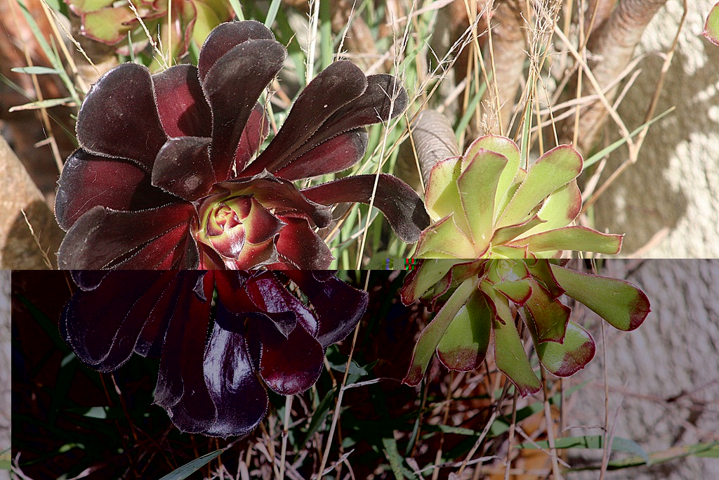 aeonium arboreum