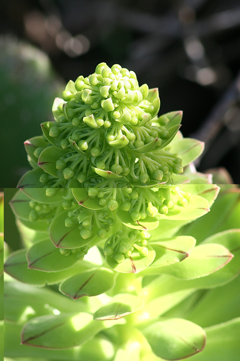Floración eaonium