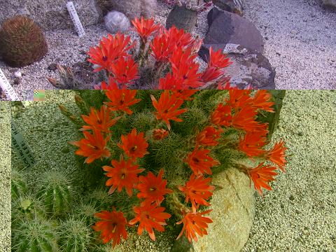 echinocereus scheeri