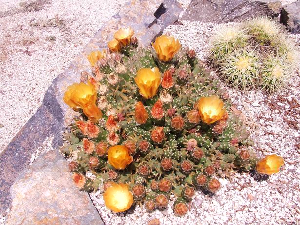 opuntia sp