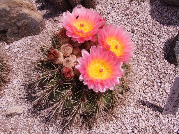 notocactus roseoluteus
