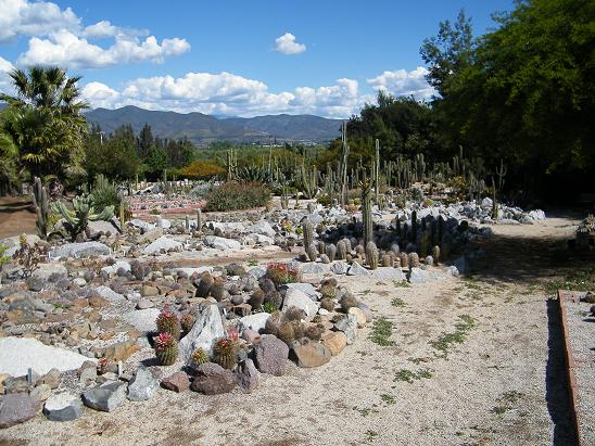 vista general del cactario