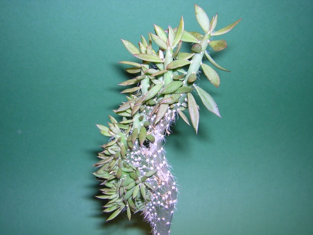 Pereskiosis crestada.