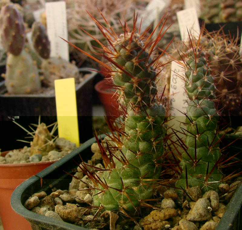 Tephrocactus_weberi_oscuro.jpg