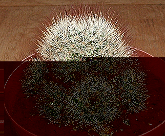 Mammillaria-Marcosii.jpg