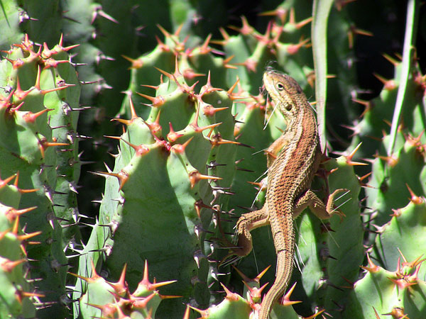 una lagartija que al vernos arranco y tropezo con una opuntia