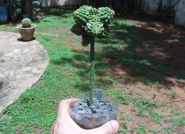 Injerto de un año, (de semillas recibidas como "Horridocactus tuberculatus")
