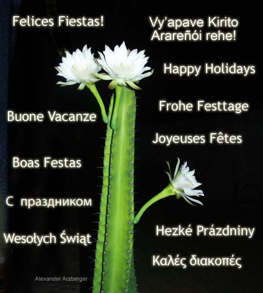 Feliz Navidad!
