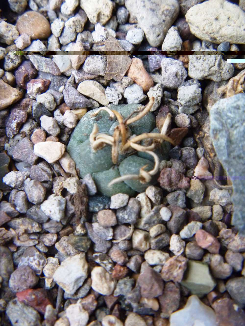 Turbinicarpus Schmiedikeanus Rioverdensis