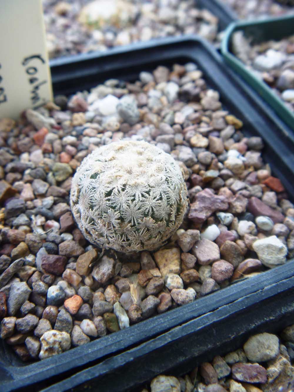 Turbinicarpus Valdezianus uno de los mas interesantes