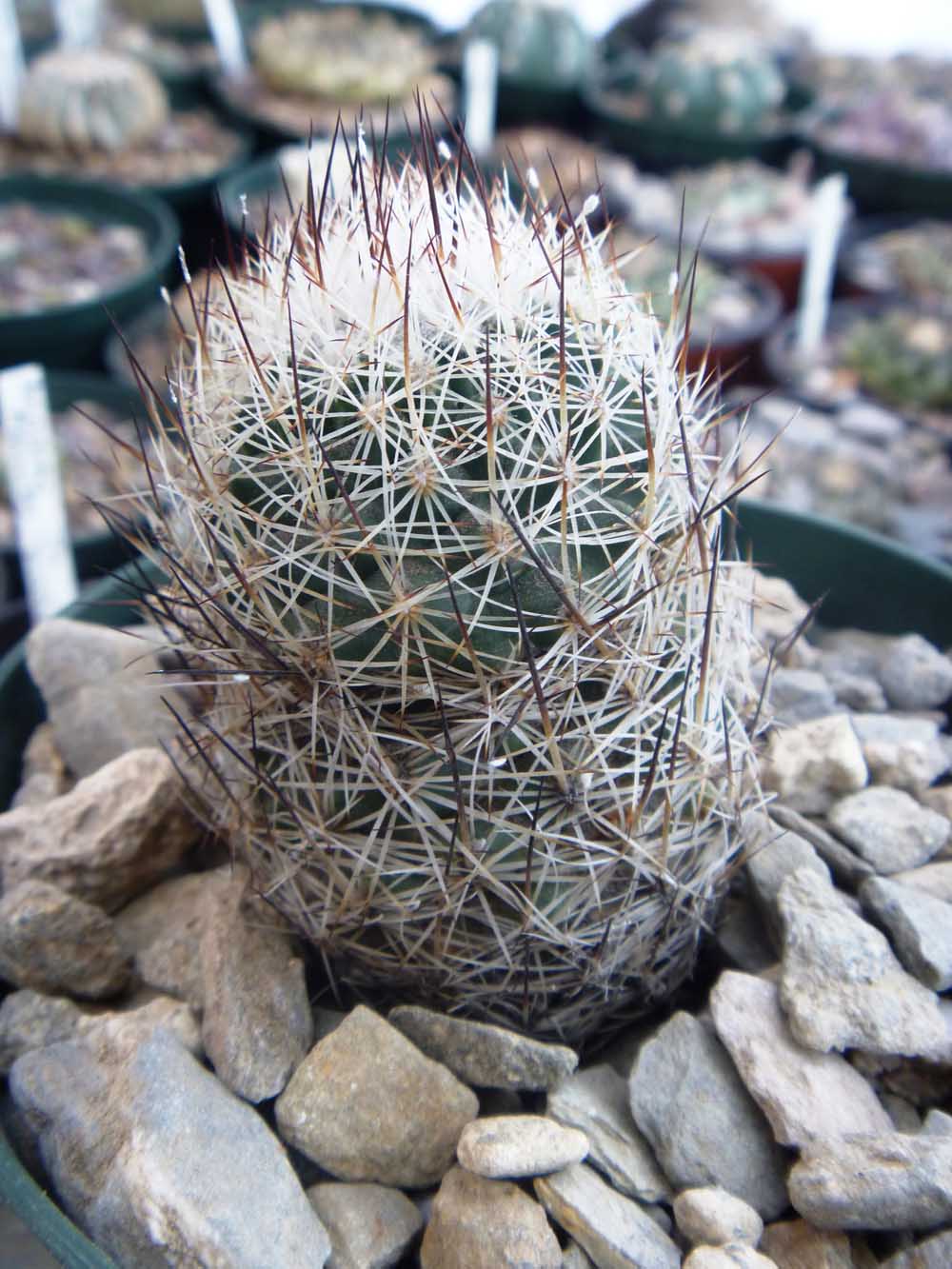 Turbinicarpus Beguini Ssp Beguini