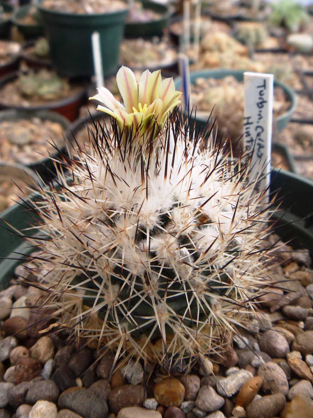 Turbinicarpus Beguini ssp Hintoniorum el mas raro de los Beguinis