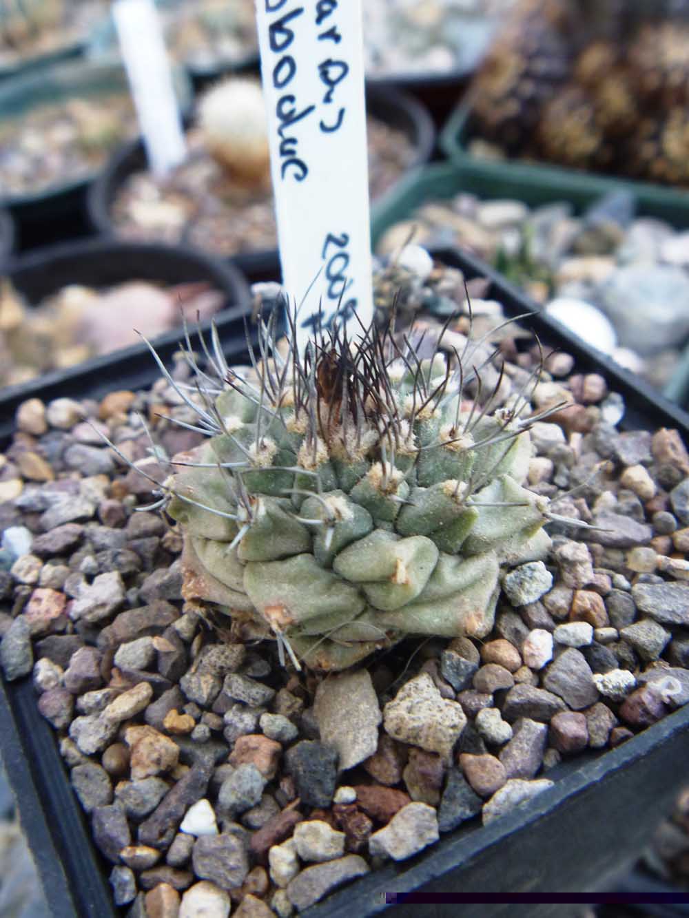 Turbinicarpus Swobodae tiene un parecido al Hoferi que aun no se me hace