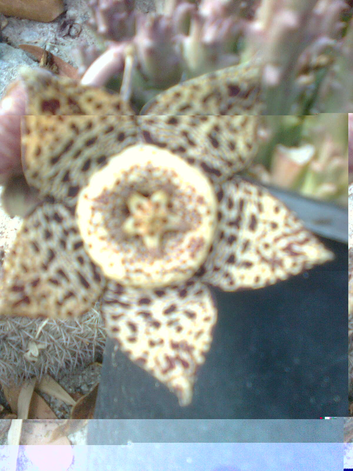 Imagen0062.jpg