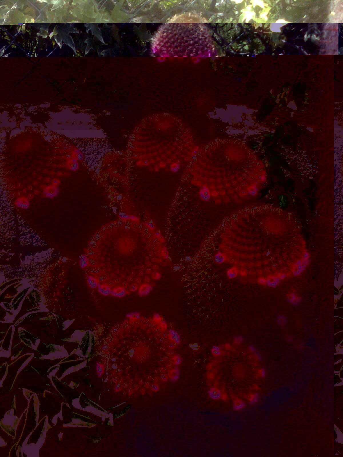 Imagen0035.jpg