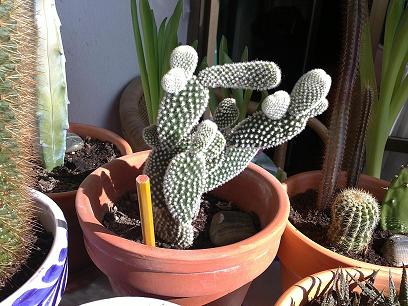 07022011008bisbisbis.JPG