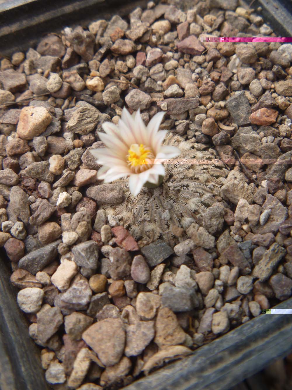 Turbinicarpus Pseudopectinatus flor Blanca