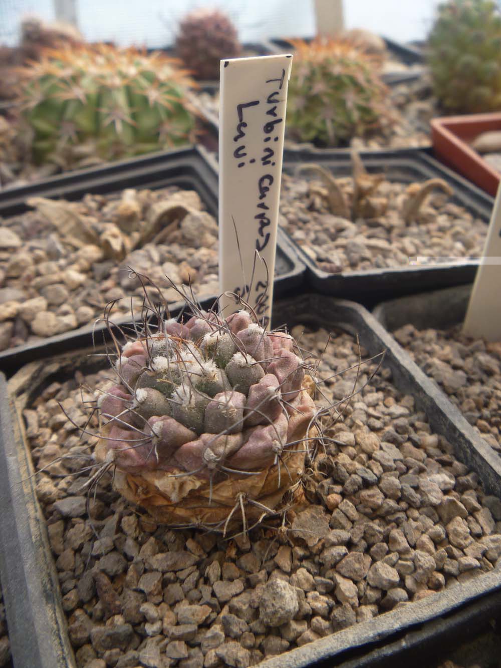 Turbinicarpus Laui de este existen 2 formas la normal y la forma Tepozan