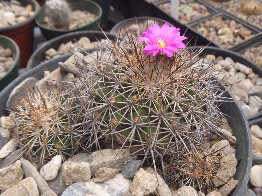 Turbinicarpus Horripilus