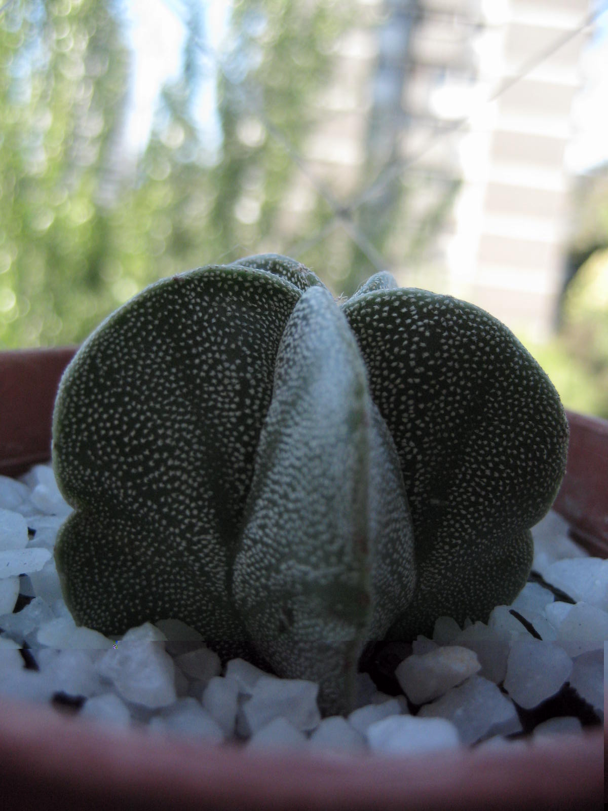 Imagen 046.jpg