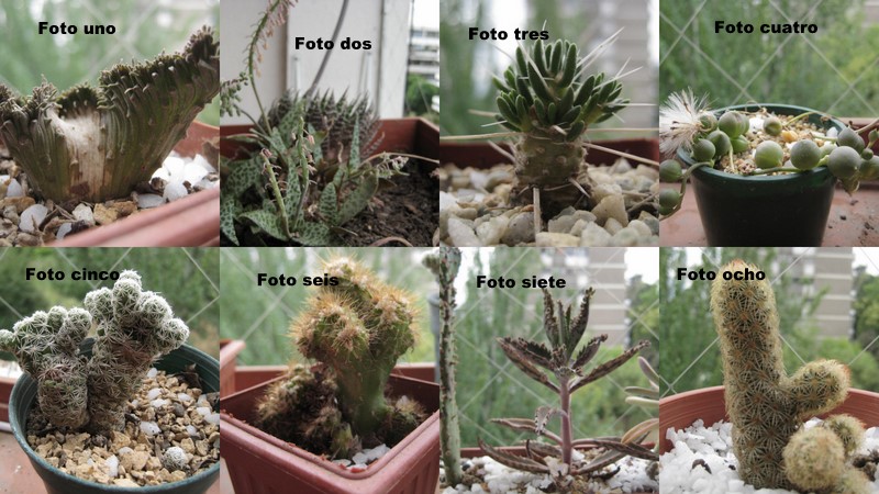 Plantas.jpg