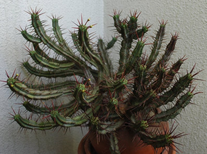 EUPHORBIA1.jpeg