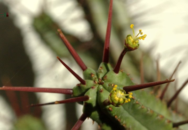 EUPHORBIA2.jpeg