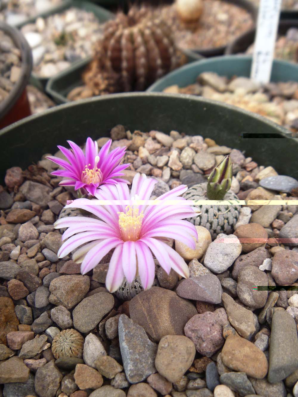 Turbinicarpus pseudopectinatus flores magentas