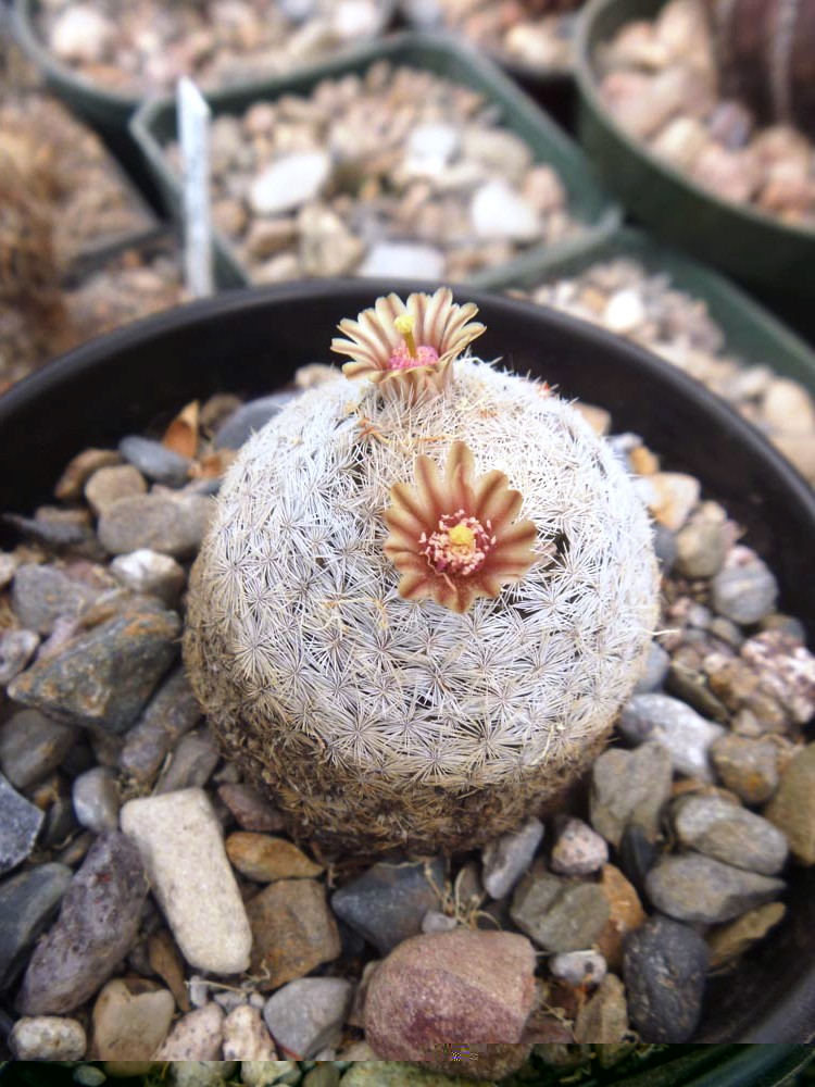 Mamillaria Magallani antes pertenecia a el genero Lasiacantha