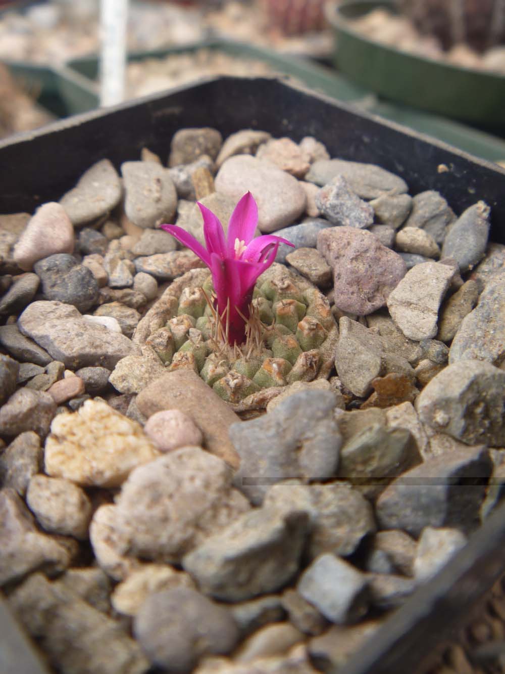 Strombocactus esperanzae ya empezando con sus primeras floraciones