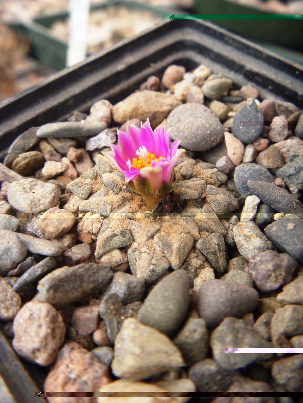 A. Kotschoubeyanus var. Macdowellii floreciendo en otra temporada