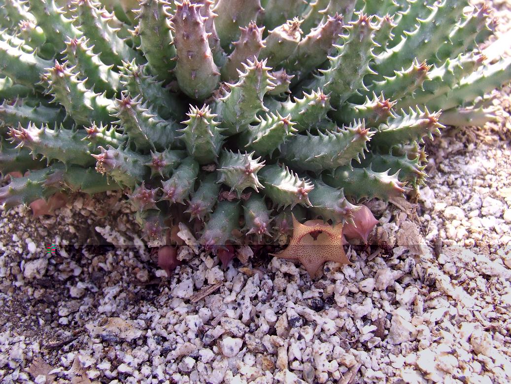Huernia aspera