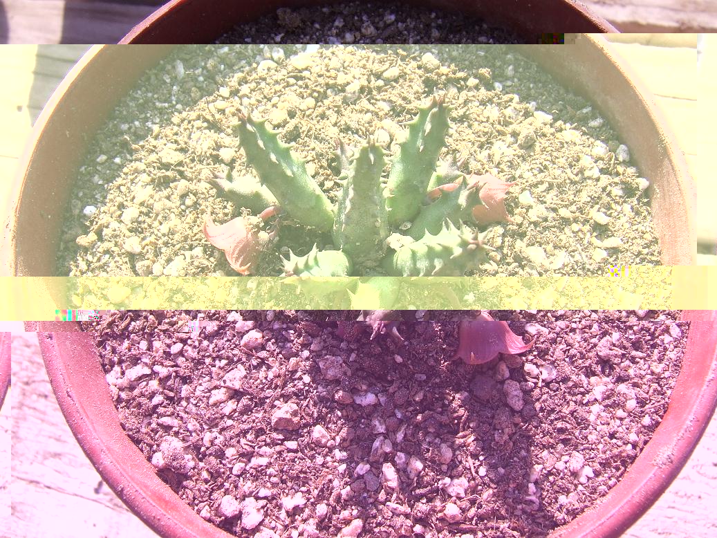 Huernia aspera