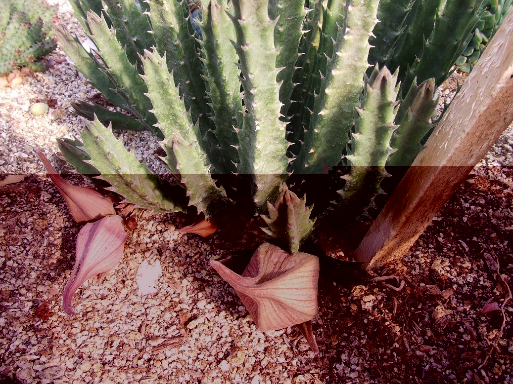 Huernia caudata