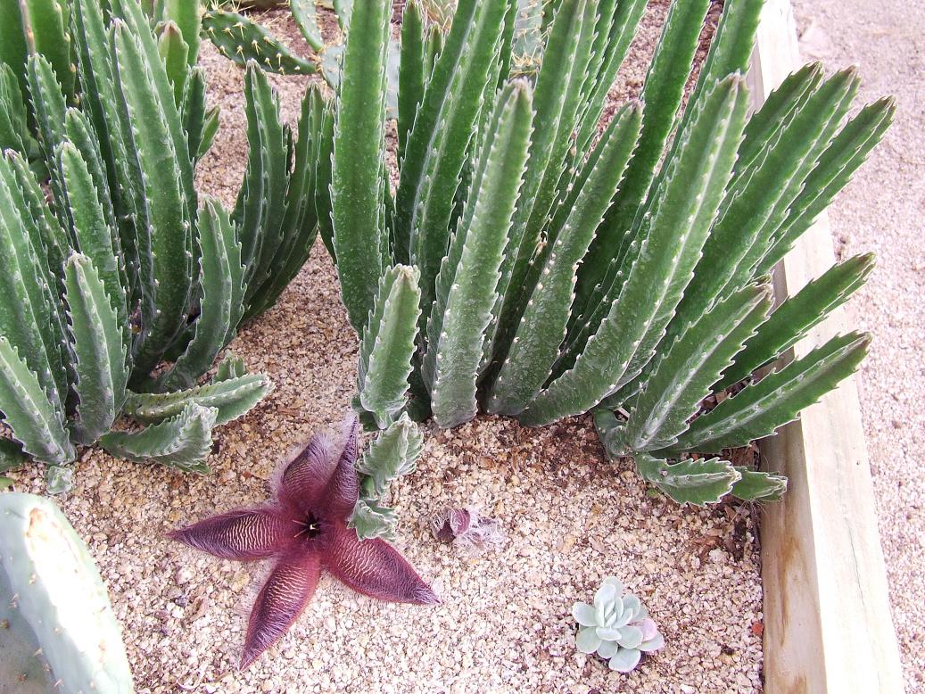 Orbea grandiflora ?