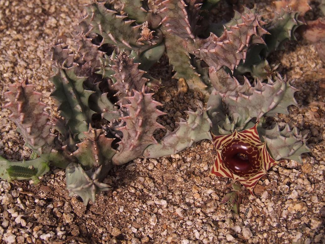 Huernia sp 3