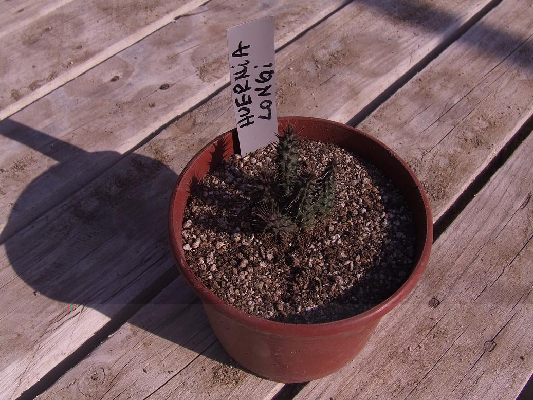 Huernia longi ?