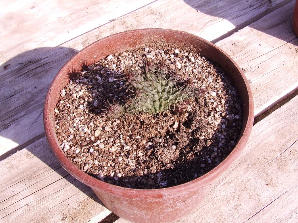 Huernia longi  cristata